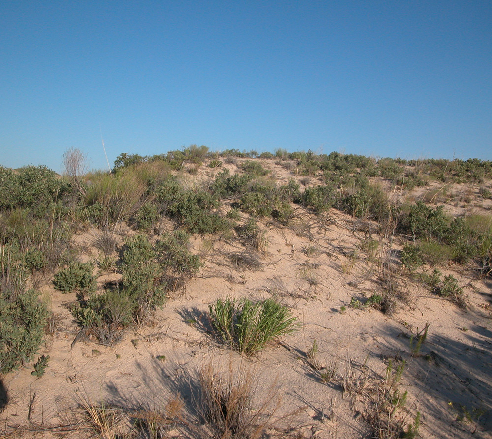 Monahans Sandhills SP